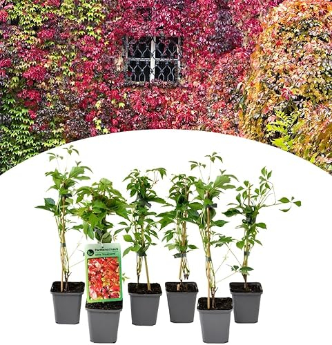 NatureNest, Wildrebe, Parthenocissus quinquefolia, 6 Stuck, 30-38 cm, Kletterpflanze, Gartenpflege