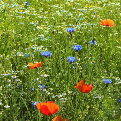 Mélange de fleurs des champs (50 g pour 30 m²) - graines de fleurs annuelles et vivaces pour les abeilles et les papillons - très facile à semer
