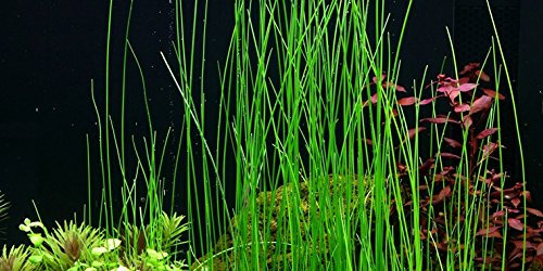 Eleocharis MontevidensisGiant Hair Grass x1 bunch - Live aquarium plant