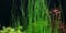 Eleocharis MontevidensisGiant Hair Grass x1 bunch - Live aquarium plant