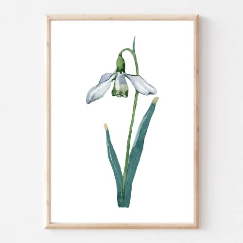 Din A4 Kunstdruck ohne Rahmen - Schneeglöckchen - Blume - Aquarell Natur Blüte Frühling Druck Poster Bild