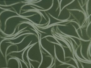 SC Nematoden - Biologische Sch?dlingsbek?mpfung - ca. 12 Mio.