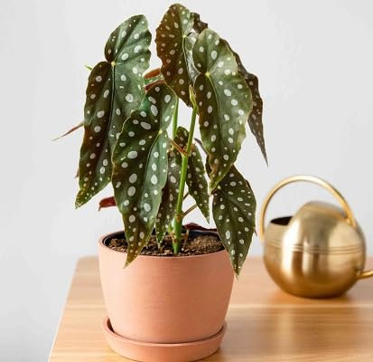 50 semillas de la planta Begonia maculata, verdes