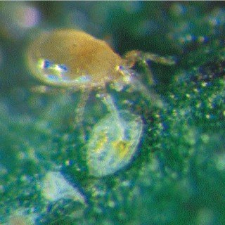 5 Tüten AC Raubmilben - Nützlinge gegen Thrips und Milben