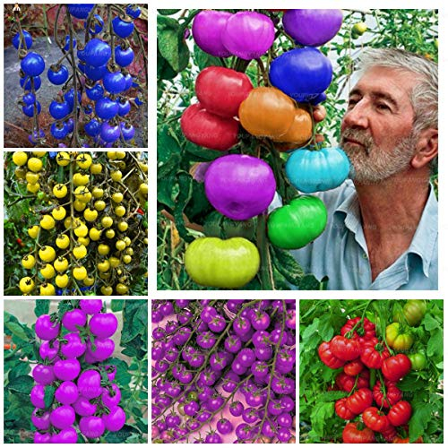 New 100pcs Regenbogen Tomate Bio-Gemüsesamen für schönen Garten gemischt