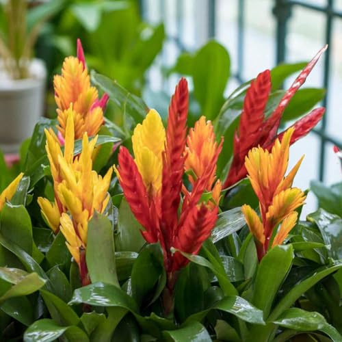 Carbeth Plants Vriesea Flaming Sword House Plant 1 x 12cm Pot
