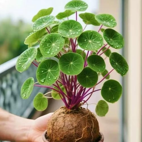 Stephania erecta – Winterhart mehrjährig, perfektes Grün für jeden Garten-2knolle-D