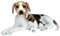 Wagner 1006 - Plüschtier Hund Beagle mit Welpe - liegend - 85 cm Gross