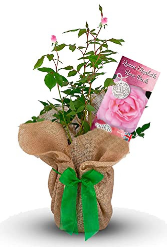 Queen Elizabeth Rose Bush - Gift Wrapped Rose Bush In a 3 Litre Pot