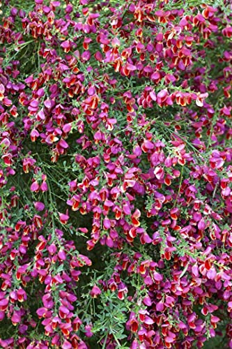 Cytisus scoparius 'Roter Favorit' 60-80 cm - Besenginster, rote Blüten, Blütezeit April-Juni, ideal für Hecken und Rabatten, pflegeleicht, bienenfreundlich