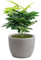 NICOLI - Maceta Hera MATT de resina, para interior y exterior, diámetro de 30 cm, 50-60 cm (Ø 30 cm con Aralia 70 cm, ceniza)