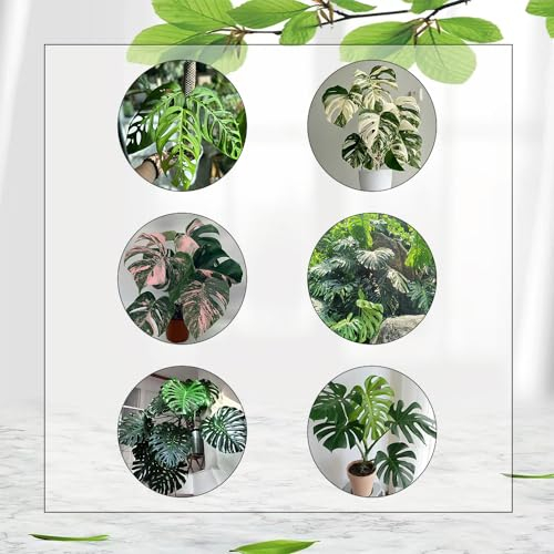 30 Pcs Monstera Variegata Samen - Monstera Deliciosa - Luftreinigende Zimmerpflanzen, Exotische Samen Monstera Samen, Deko Wohnzimmer, Zimmerpflanzen Samen Winterharte Kübelpflanzen