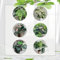 30 Pcs Monstera Variegata Samen - Monstera Deliciosa - Luftreinigende Zimmerpflanzen, Exotische Samen Monstera Samen, Deko Wohnzimmer, Zimmerpflanzen Samen Winterharte Kübelpflanzen