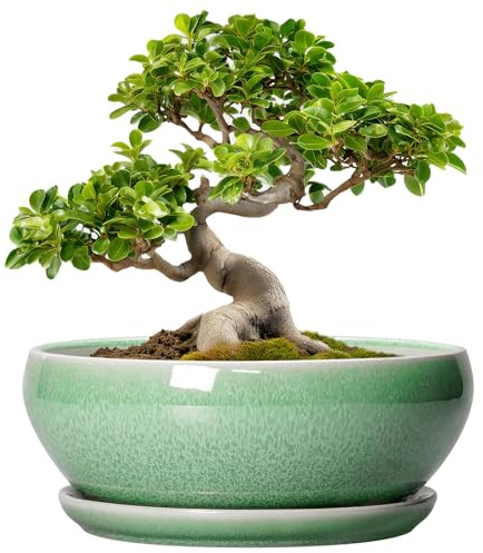 SQOWL Bonsai-Töpfe – 25,4 cm Keramik-Sukkulententöpfe mit Ablaufloch und Untersetzer, flacher Übertopf für Zimmerpflanzen, Blumen, runde Pflanzschale, Wohnzimmerdekoration, Pflanzenliebhaber-Geschenke