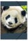 itenga Gummizugmappe mit Motiv DIN A4 - Sammelmappe Eckspanner - für Kinder Jugendliche Schüler Mädchen Jungen (Panda -A4)