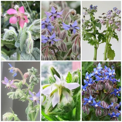 500 Pcs Borretsch Pflanze Samen - Bio Saatgut, Wildblumensamen Mehrjährig Winterhart Borretsch Samen, Kräuter Samen Mehrjährig, Hochbeet Samen, Blumen Balkon Kräutergarten Geschenk,