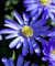 6 Blumenzwiebeln der Anemone de grece bleue (Anemone blanda) E101 Winterwindblumenzwiebeln