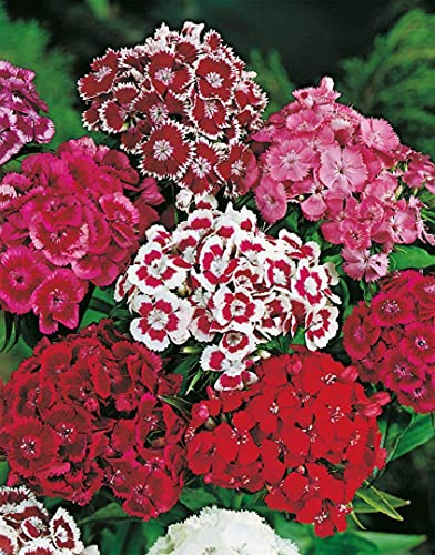 Graines d'Oeillet de poete double varie 1g