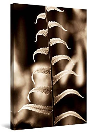 Startonight Wall Art Canvas Fern Detail, Nature Flowers Picture Stretched and Framed Print, Modern Artwork for Bedroom or Living Room, Office Decor Large 60 cm x 90 cm Day & Night Effect