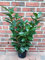 10 Kirschlorbeer Pflanzen, Prunus Novita, Höhe: 50-60 cm ab Topfoberkante