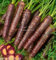 Cosmic Semi viola carota Extra Dolci Gourmet Grandi mercato o la casa Giardinieri (200)