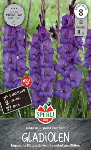 Sperli Gladiole Cum Suis 260069 - imposante Blütenstände mit samtartigen Blüten und ideal als Schnittblume - circa 90 cm hoch - Gladiolenknollen, Blumenzwiebeln