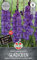 Sperli Gladiole Cum Suis 260069 - imposante Blütenstände mit samtartigen Blüten und ideal als Schnittblume - circa 90 cm hoch - Gladiolenknollen, Blumenzwiebeln