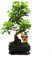 Bonsai Ligustrum 7 yrs Old - 1 Tree