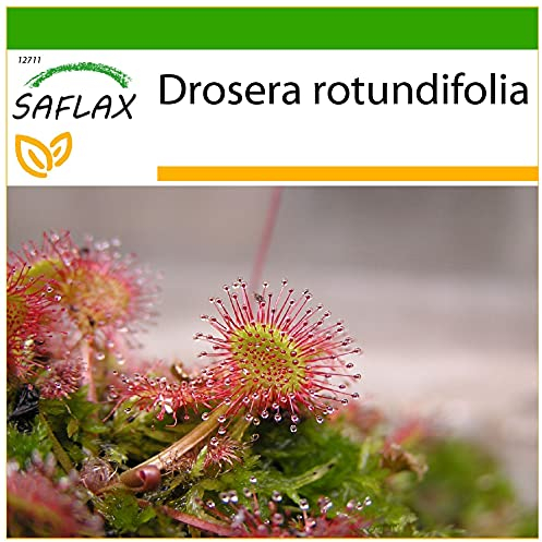 SAFLAX - Droséra à feuilles rondes - 50 graines - Avec substrat - Drosera rotundifolia