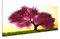 150x50cm Leinwandbild auf Keilrahmen Japan Kirschbaum Blüten Wandbild auf Leinwand als Panorama