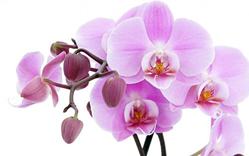 Orchid Fragrance Oil - 30ml Bottle - Concentrated for Candles, Soaps, Oil Burners, Wax Melts and Fragrance Sprays