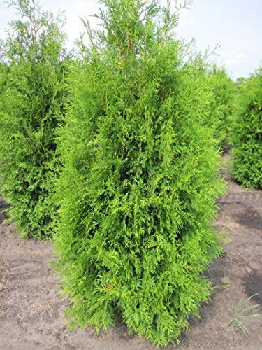 Thuja occidentalis 'Brabant' - Lebensbaum 'Brabant' 40-60 Verpackungseinheit 10