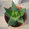 PERZOE 20 Stück Aloe Vera Samen, ausgezeichnete Zimmerpflanzen, Kräuter, Sukkulenten, Garten, seltene Pflanze