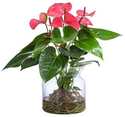 Dehner Waterplant Flamingoblume, Anthurium Rosa Champion, Wasserpflanze im Glas, Ø 16 cm, Höhe 35 cm, Zimmerpflanze, rosa