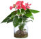 Dehner Waterplant Flamingoblume, Anthurium Rosa Champion, Wasserpflanze im Glas, Ø 16 cm, Höhe 35 cm, Zimmerpflanze, rosa