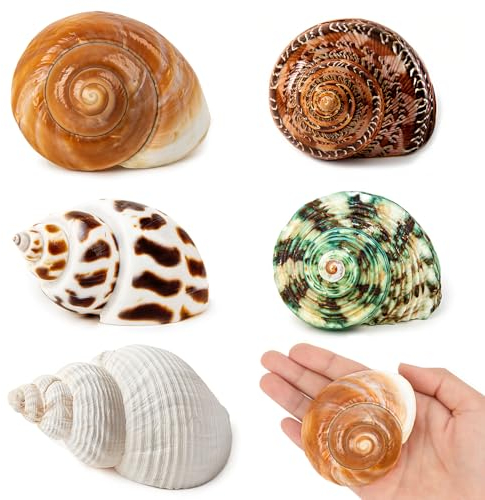 Lot de 5 coquilles de crabe ermite de taille moyenne et grande, conque de mer naturelle, taille de 5,6 à 8,6 cm, taille d'ouverture de 3,8 à 5,1 cm, coquillages turbo pour fournitures de crabe ermite