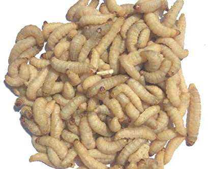 Livefood UK 250 Live Wax Worms bulk tub of 250 waxmoth larvae (1 tub of 75g) in shavings