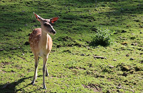 hansepuzzle 46601 - REH Puzzle 500 Teile | Tierwelt Puzzle mit hochwertiger Puzzle Aufbewahrung: Kartonbox und wiederverschließbarem Beutel | Puzzle-Maße: 46 x 30 cm