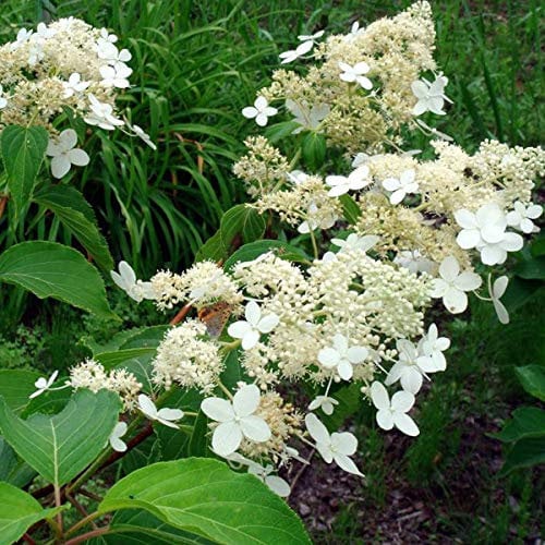 Hydrangea Paniculata 'Praecox'- Hortensia paniculé 'Praecox' 40-50 cm en conteneur