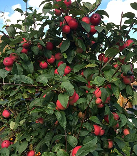 Apfelbaum Kinderapfel, Miniapfel Detskoe, Sibirische Apfel, Яблоня Китайка Детское