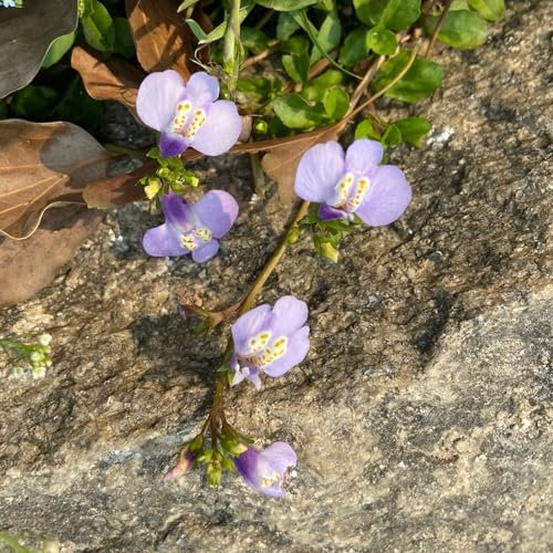 400 Pcs Bodendecker Mazus Reptans Samen - Heilkräuter Samen, Garten Geschenk, Blumensamen Balkon Lippenmäulchen Samen, Kräuterpflanzen, Geschenke Für Gartenfreunde Kräutergarten Balkon,