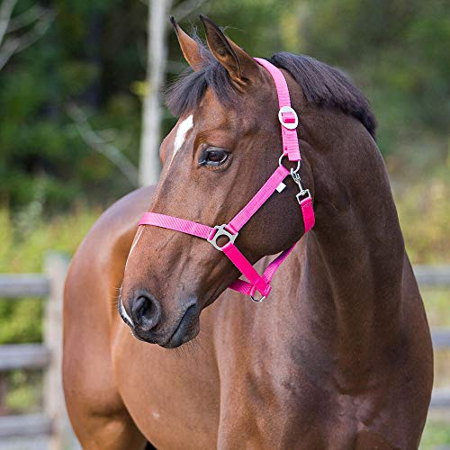 HORZE Basic Halfter, Rosa, F