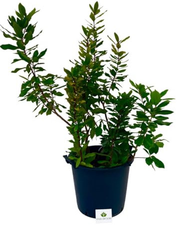 Arbutus Unedo - Corbezzolo Cespuglio ornamentale da esterno prodotta da Vivai del Sole vaso diametro cm 40