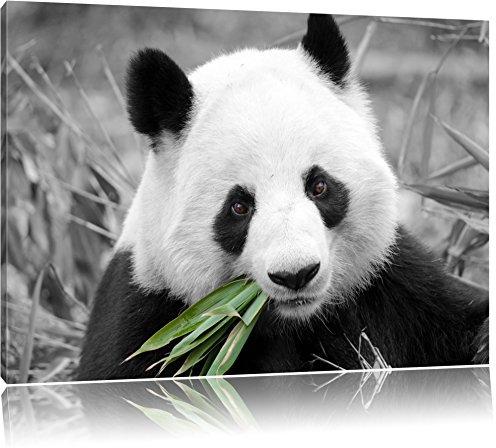 Pixxprint kuscheliger Panda frisst Bambus B&W, Größe: 60x40cm, Leinwandbild, fertig gespannt, Wandbild, Dekoration, Kunstdruck, kein Poster