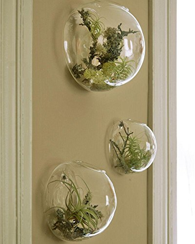 EssenceLiving Set von 3 Wandblasen Terrarien Indoor Pflanzen Pflanzer Vase Wand montiert Mini Aquarium Wanddekor