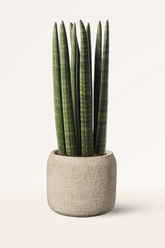 Sansevieria Cylindrica o Lanza Africana - Planta Natural Interior - April Plants - Altura: 45-50 cm