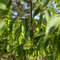 20 pcs hainbuche heckenpflanzen samen, winterharte pflanzen, hochbeet samen hainbuche baum - Carpinus betulus - bäume kaufen, bodendecker samen winterhart bonsai, hochbeet bonsai samen,