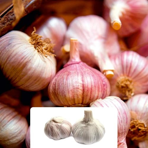 2 Garlic Pink Germidour Bulbs - Easy to Grow with Bold Flavour - Enjoy Fresh, Homegrown Garlic in Your Kitchen Garden - Perfect for UK Climate