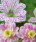 100pcs seltene doppelte Farben Geranien Samen, mehrjährige Blumensamen Pelargonium Peltatum Blumen für Hausgartenpflanzung