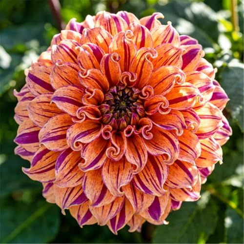 Dalia para muros de jardín/Colores intensos, paisajismo/Bulbos perennes, fácil de cultivar-2 PCS-F